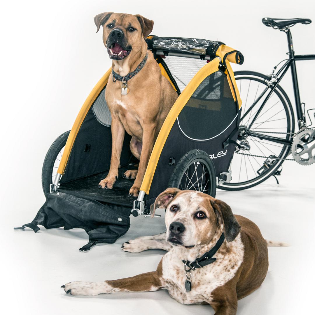 Burley Tail Wagon Dog and Pet Trailer-Oregon E-Bikes